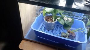 как просушить орхидею быстро после перелива водой видео часть 4