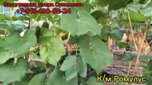 Самый простой киш-миш Ромулус. 🍇