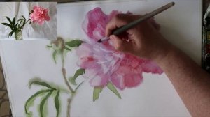 ЭТЮД ПИОНА АКВАРЕЛЬЮ