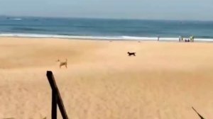 Chalston Beach 🏖️ Resort | Goa | North Goa | Calangute Beach