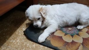 Phần 1: Chó Nhà Mình Ngủ Rất Duyên Dáng || Part 1: My Dogs Sleeping Very Gracefully || GĐMV