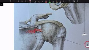 Соединение костей пояса верхней конечности(акромиально-ключичный и грудинно-ключичный сустав)