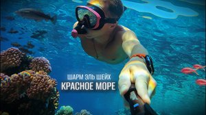 Подводный мир Красного моря. Риф возле отеля Park Regency