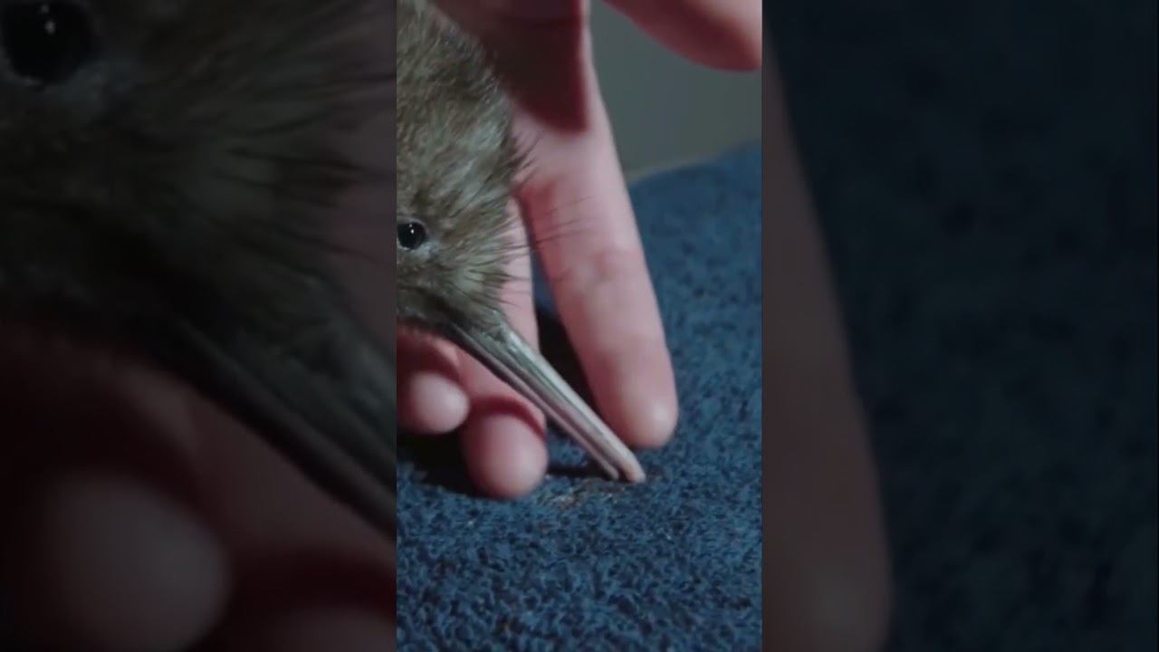 Киви-самая необычная птичка в мире! смотреть онлайн