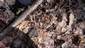 Первый крупняк в этом сезоне с Garrett ACE Apex