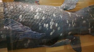 Всё о латимериях