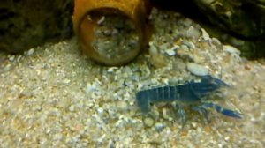 Голубой рак в аквариуме