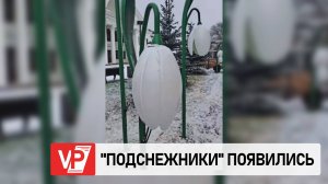 ГИГАНТСКИЕ «ПОДСНЕЖНИКИ» ПОЯВИЛИСЬ В ЦЕНТРЕ ВОЛГОГРАДА