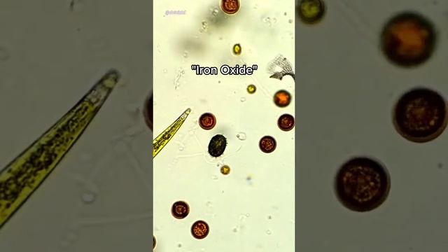 Single Celled Algae Under Microscope (Euglena Trachelomonas) #microscope #microbiology #science смотреть онлайн
