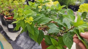 Гортензии серии Гарденлайт, обзор сортов🌸29.07.2024