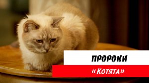 Пророки: «Котята»