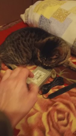 Кошка нашла себе игрушку.