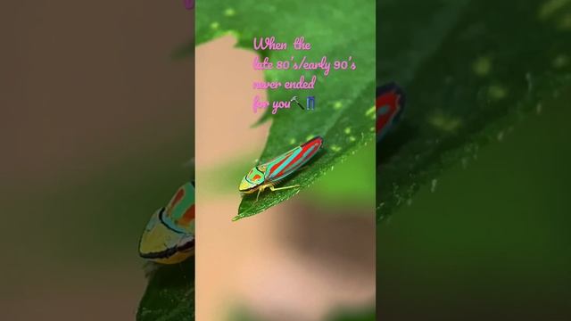 Leafhopper stuck in the late 80’s /early 90’s- certified parachute pants, aka Hammer Pants 🔨👖👀😎