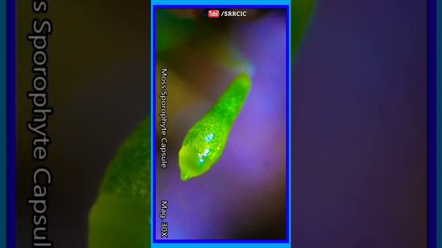 Biology - Botany - Bryophyte - Moss Sporophyte Capsule Under Microscope. bryophytes moss capsule