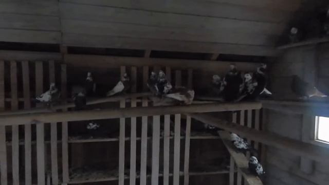 Свердловские высоколётные