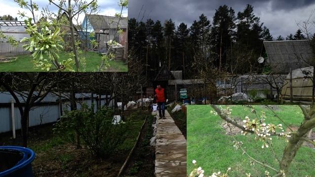 Мой секрет для лучшего опыления плодовых. Мой секрет для увеличения количества посадок винограда