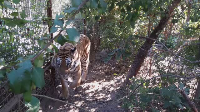 Тайган, Амурский тигр