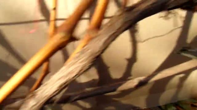 Як я обрізаю на зиму виноград МОНАРХ. смотреть онлайн