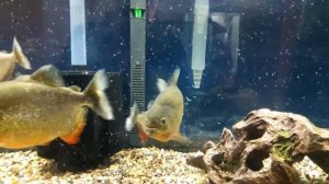 8 Red Belly piranha in a 75 gallon aquarium