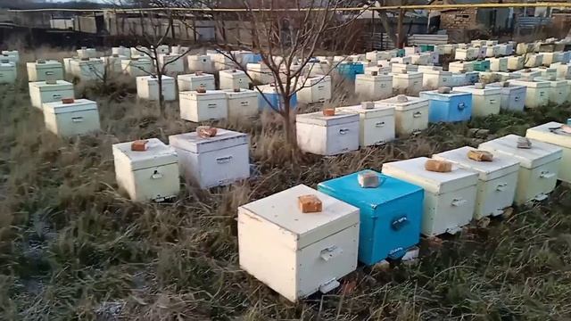 Осмотр семей, борьба с мышами, как зимуют семьи смотреть онлайн