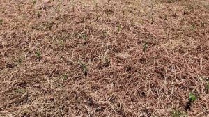 Выехали из Буэнос Айрес в гости к фермеру. По дороге останавливаемся посмотреть поля.