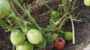 388) Томат сорта "друзья товарищи" в теплице. Август 2024 год Обзор.