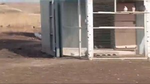 Николаевские голуби Воронежская область