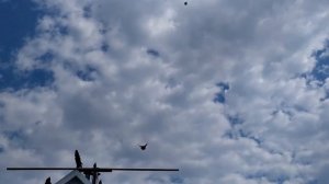 Кировоградские голуби Молодежь.