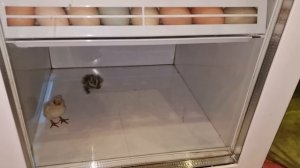 вывод циплят, почему есть задохлики на выводе?