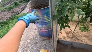 Удобный полив томатов для меня. Заготовка гороха на зиму.