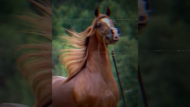 Самая красивая лошадь это Арабская чистокровная:)