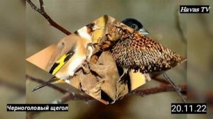ЧЕРНОГОЛОВЫЙ_ЩЕГОЛ   ПЕНИЕ ЧЕРНОГОЛОВОГО ЩЕГЛА