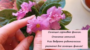 Селекция сортовых фиалок 🌺🌸💐 Опыление сенполий. Как выбрать родительские растения для селекции!