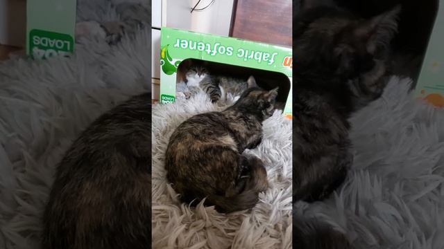 Donna and Roxy moderate cerebellar hypoplasia