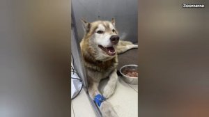 Маламут Локи лишился почки в ДТП, а его спасение едва не обернулось похищением