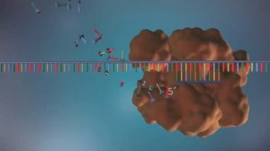 3D ANIMATION OF DNA REPLICATION (DNA TO DNA )