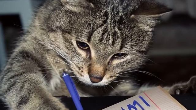 Письмо котана деревню бабушке