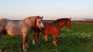 ЛОШАДИ🐎 ЖЕРЕБЕЦ СУЛТАН И МАШКА ВСТРЕТИЛИСЬ