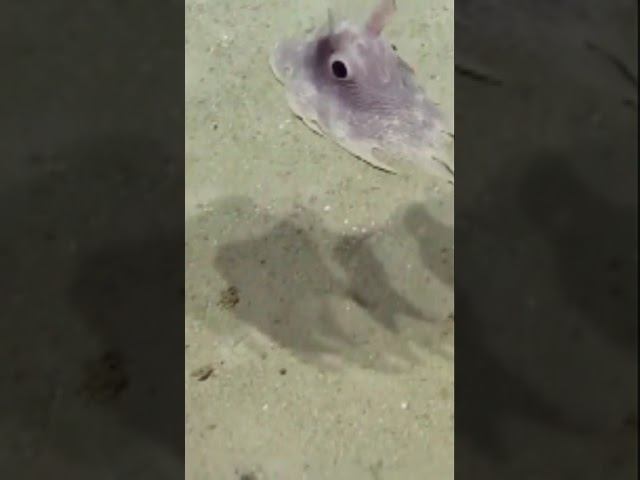 Осьминог Дамбо смотреть онлайн