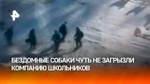 Держат в страхе: стая бездомных псов бросилась на детей в Хабаровском крае. Пострадала девочка