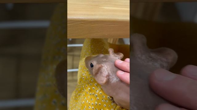 Запор у морской свинки. Лечение                                                  #морскиесвинки