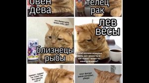 Мемы с котами