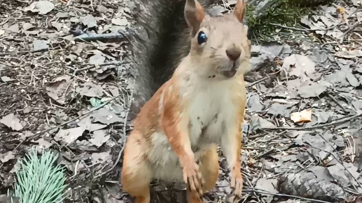 Мыза Парголово_Шуваловский парк смотреть онлайн