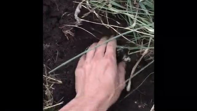 Шампиньоны Под Землей Как Выглядят Шампиньоны