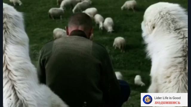 Поучительная история от британского генерала смотреть онлайн