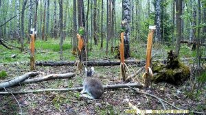 Дневная съемка фотоловушкой HC 700G