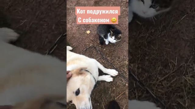 Дружба собаки и кота смотреть онлайн