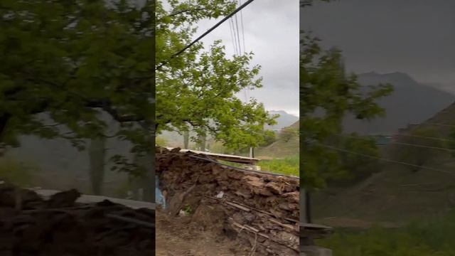 Две мои любимые вещи, лошади и валить быков. #бык #дагестан #горы смотреть онлайн