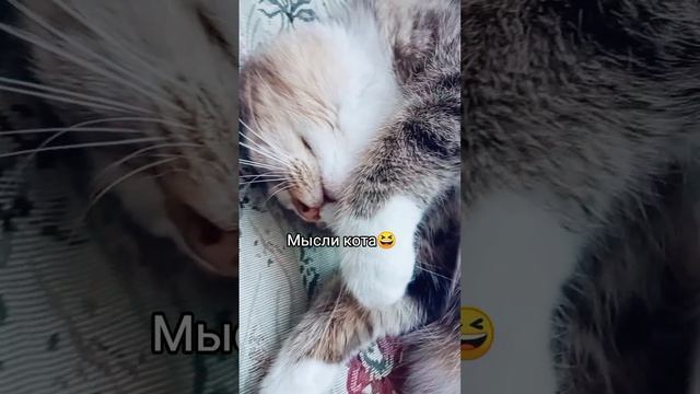 Котя😻
⠀
#люблюкошек #AlinaKlyukva #кареглазаяблондинка #юмор #котомания