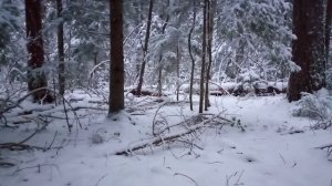 Прогулка по заснеженному лесу 🌲❄